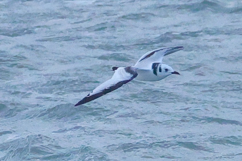 Kara Ayaklı Martı - ML645040943