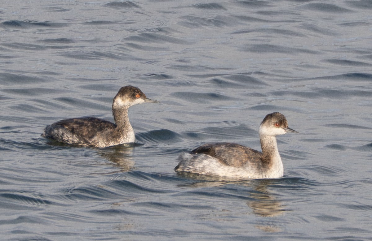 黑頸鸊鷉 - ML645040950