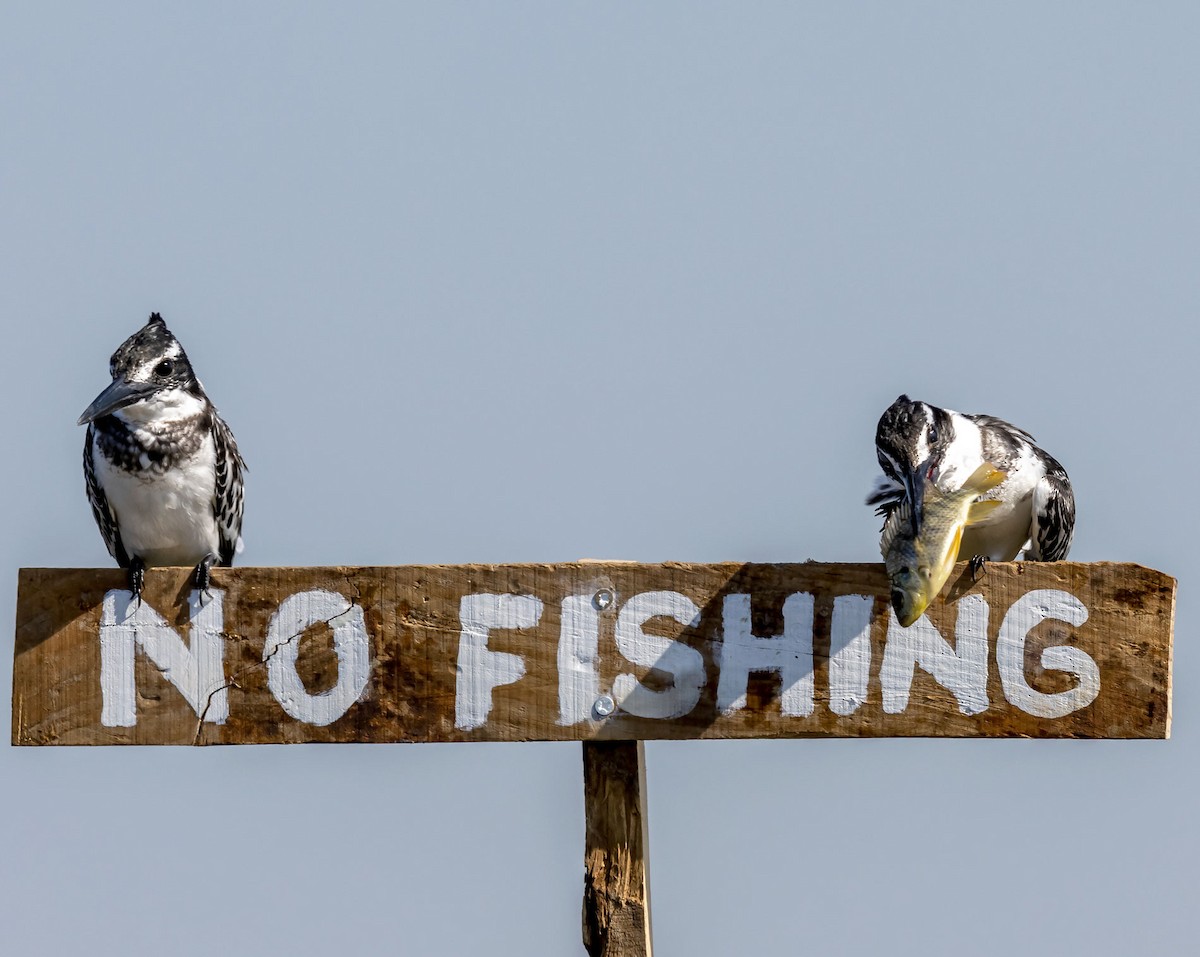 Pied Kingfisher - ML645040953
