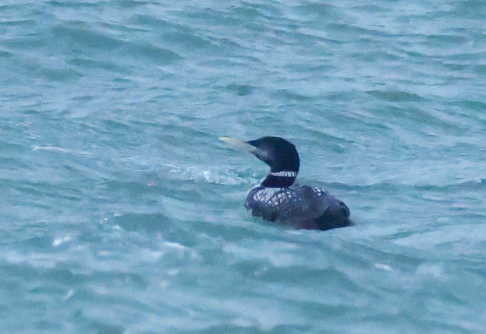 Strolaga beccogiallo - ML645040954