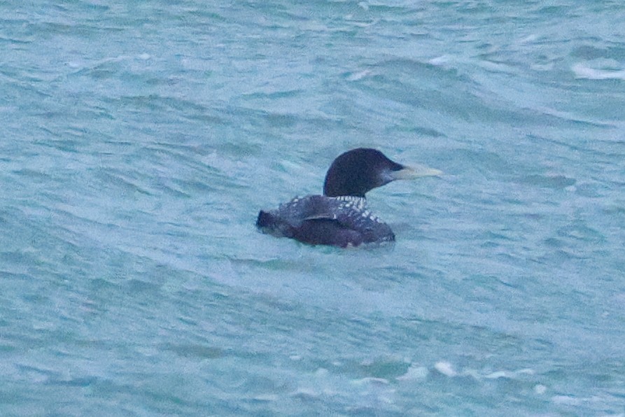 Strolaga beccogiallo - ML645040955