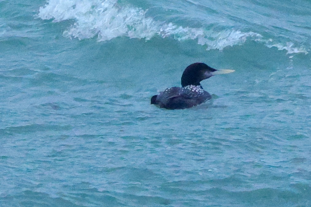 Strolaga beccogiallo - ML645040956