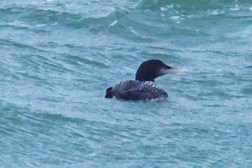 Strolaga beccogiallo - ML645040957