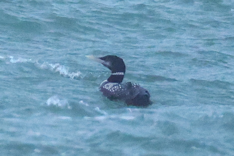 Strolaga beccogiallo - ML645040958