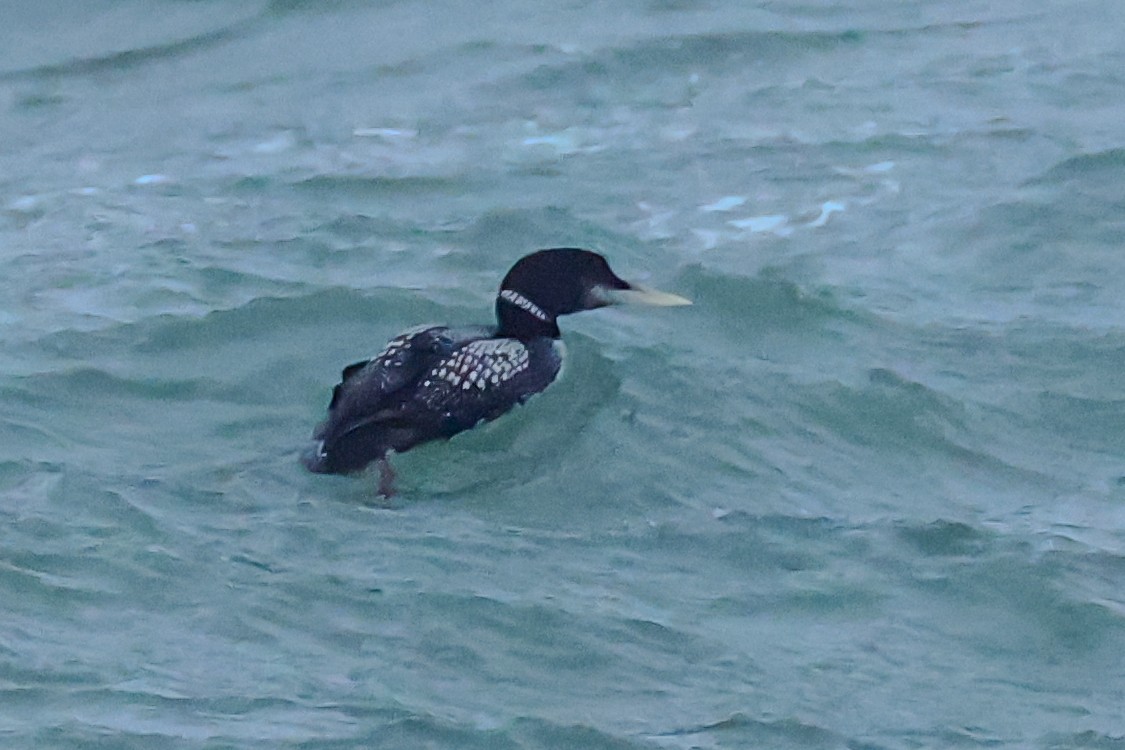 Strolaga beccogiallo - ML645040959