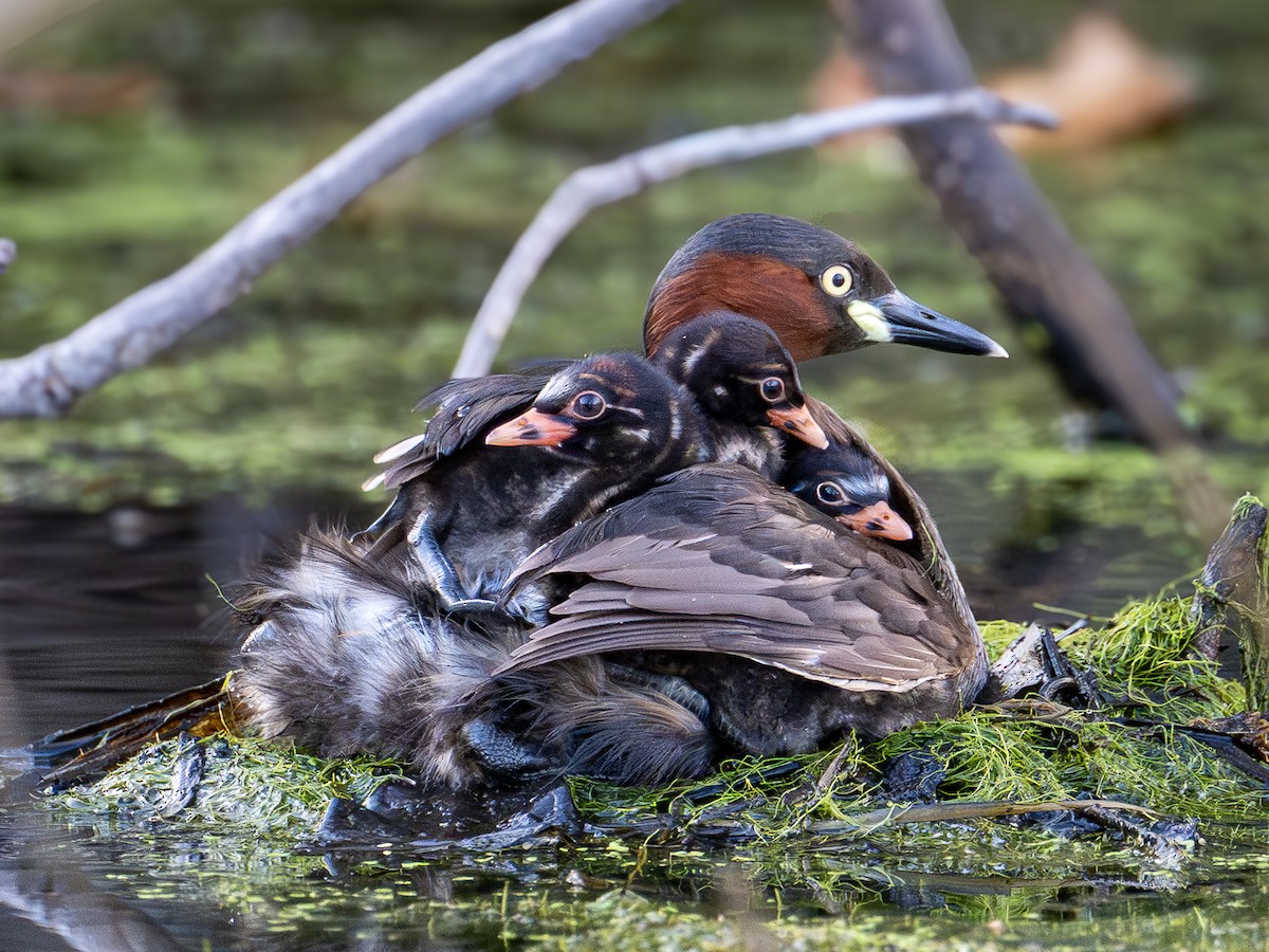 Little Grebe - ML645040960
