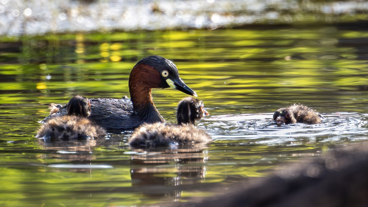 Little Grebe - ML645040962
