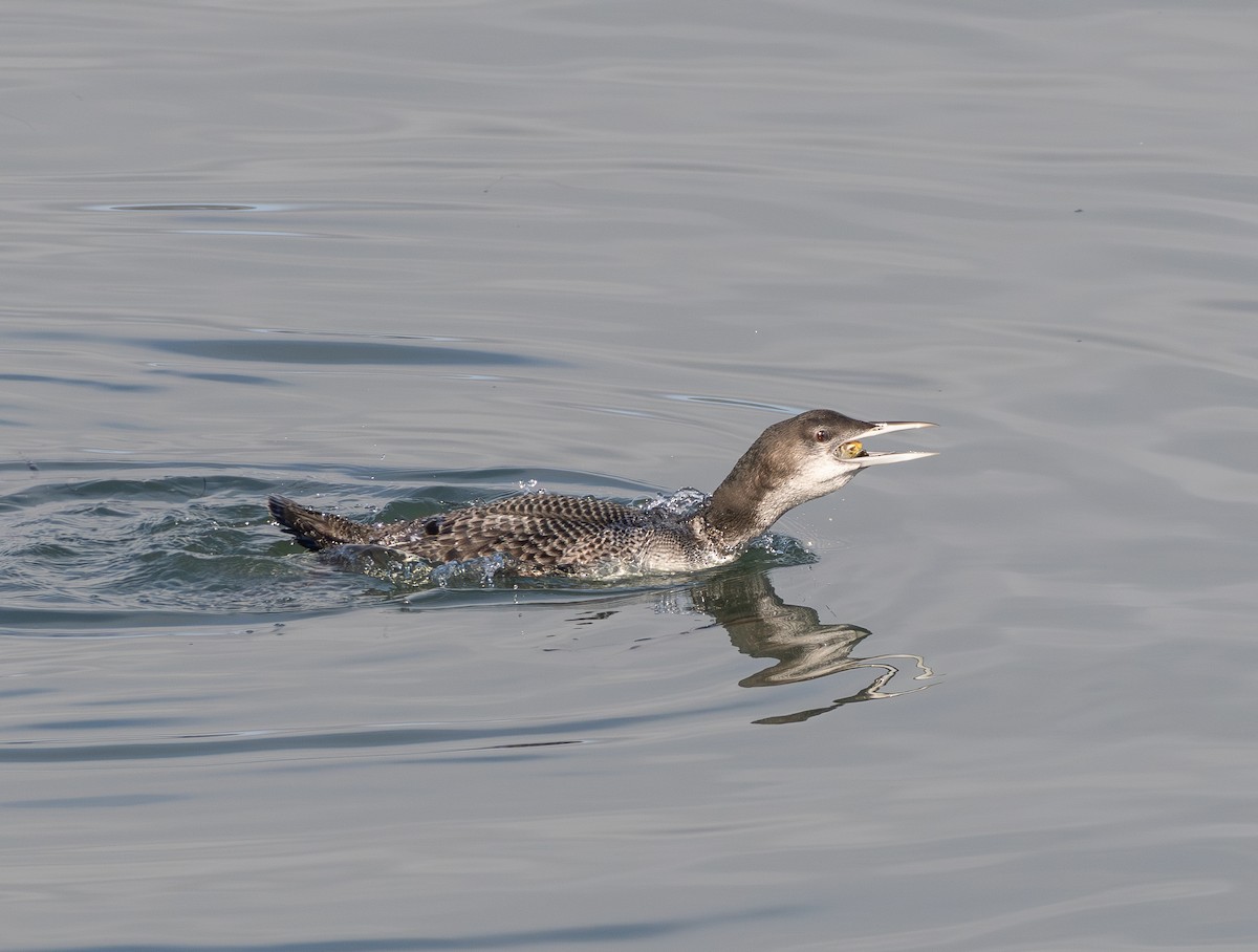 Common Loon - ML645040964