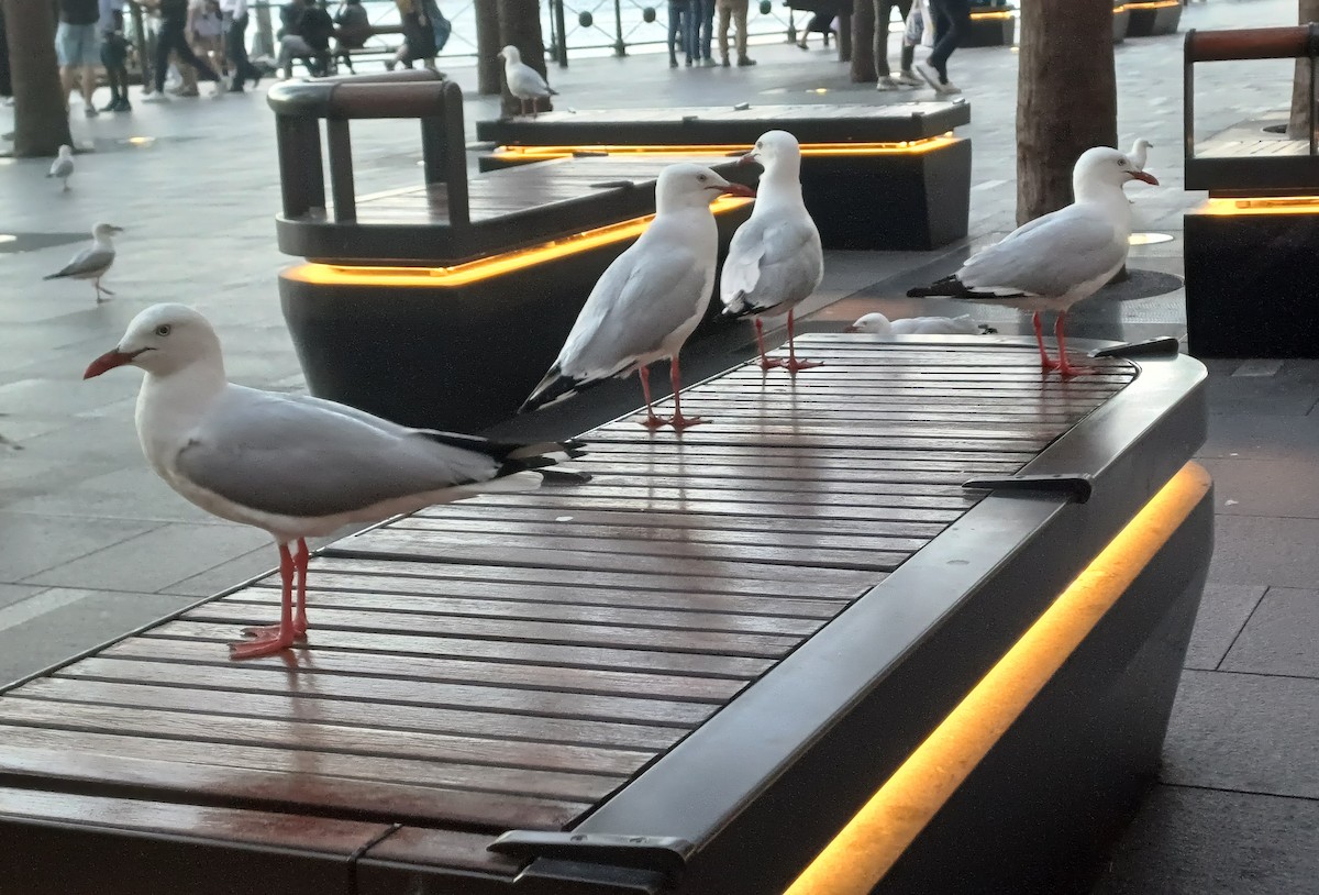 Silver Gull - ML645040967