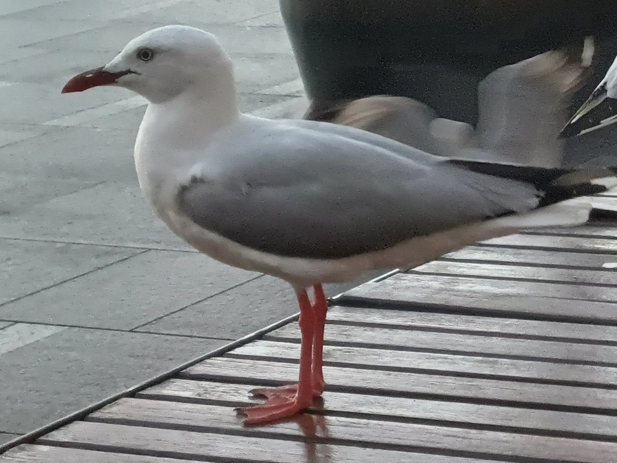 Silver Gull - ML645040972