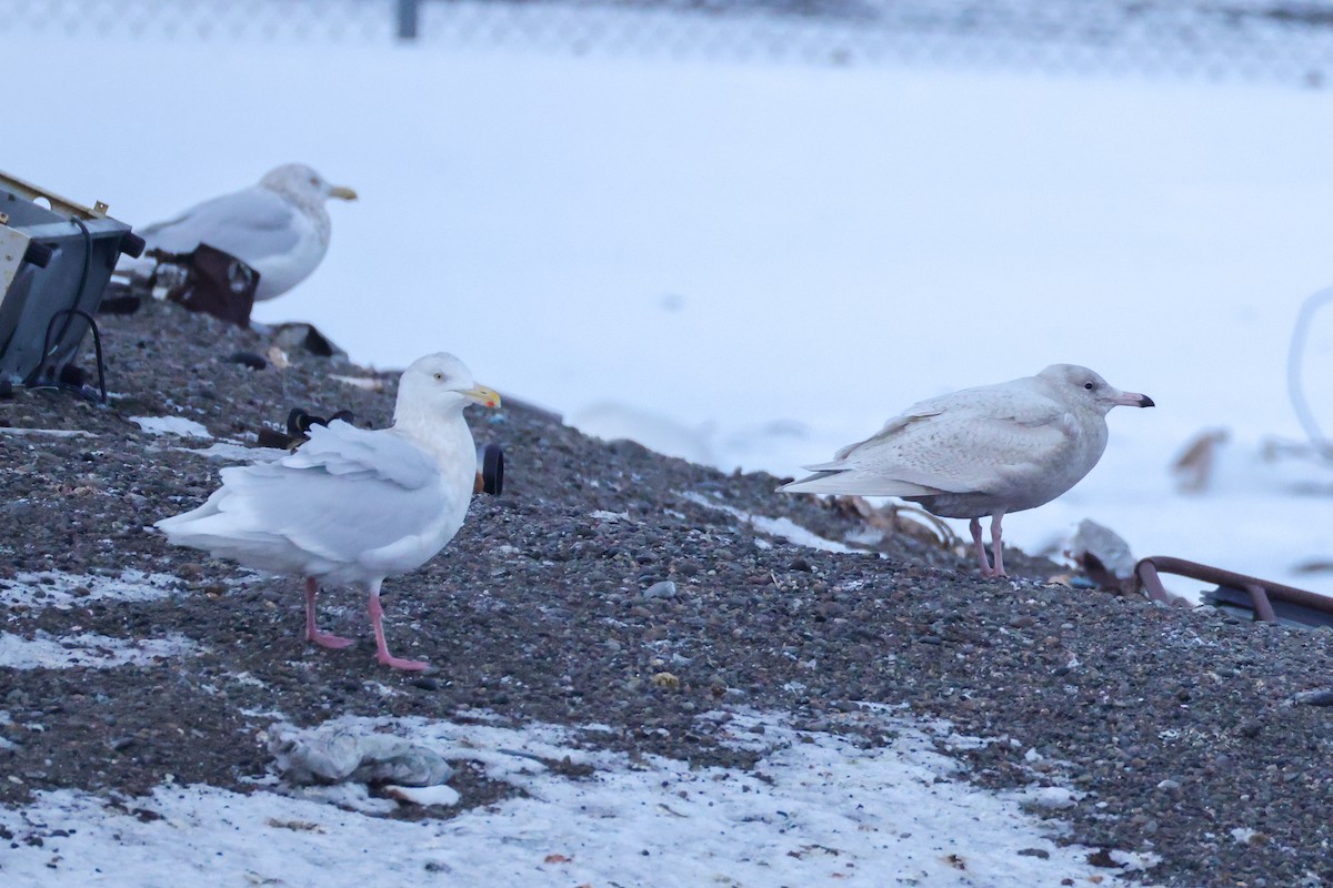 Ipar-kaioa - ML645041001