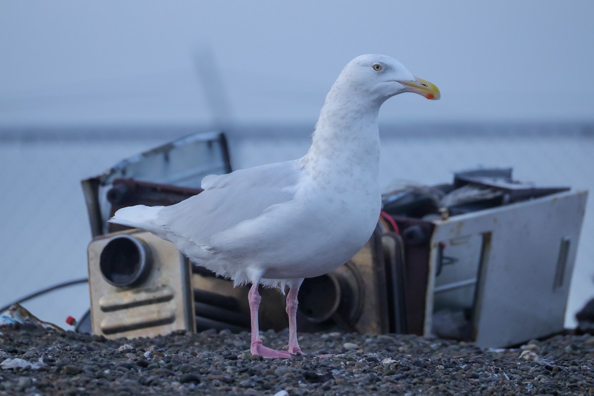 Ipar-kaioa - ML645041002