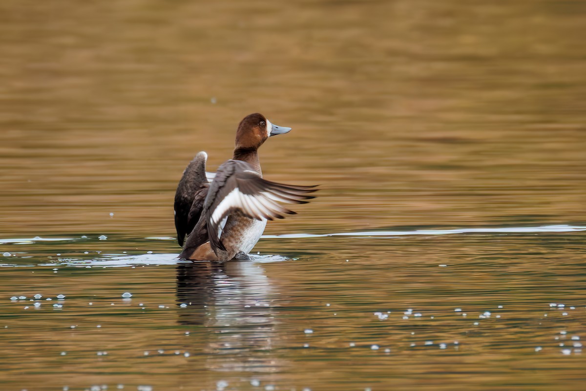 Морская чернеть - ML645041024