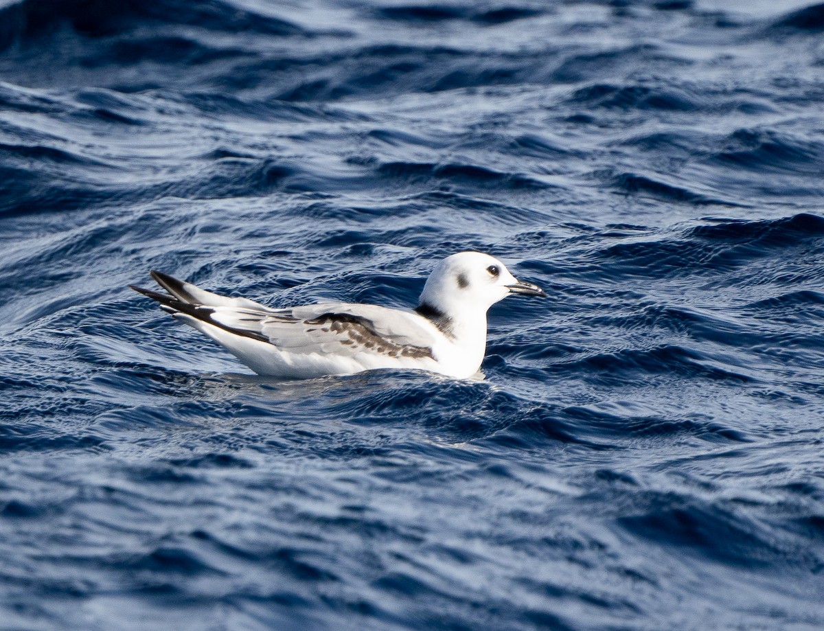 Kara Ayaklı Martı - ML645041122