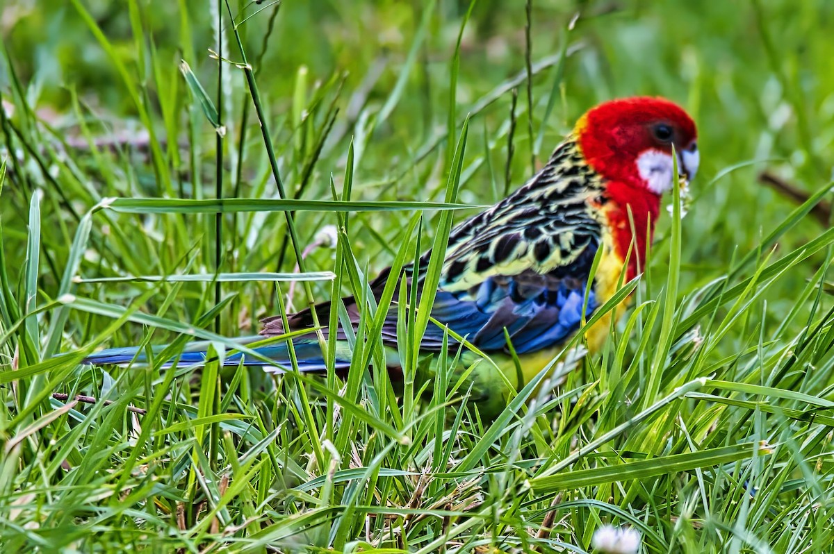 Eastern Rosella - ML645041125