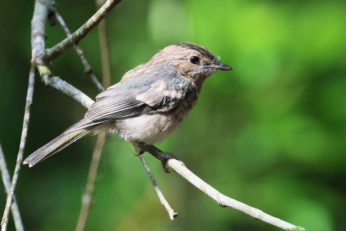 Королець жовтий - ML645041140