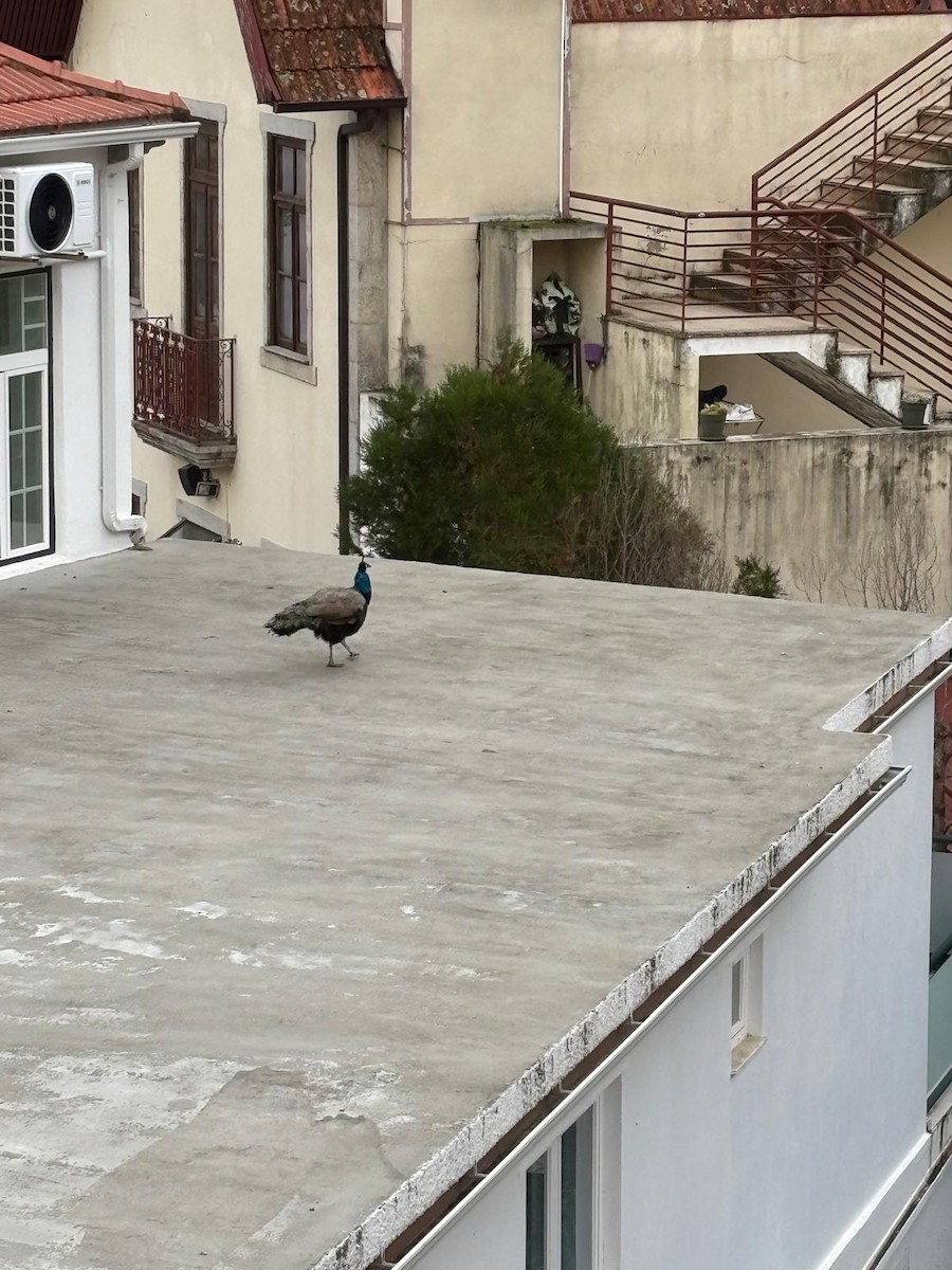 Indian Peafowl (Domestic type) - ML645041178