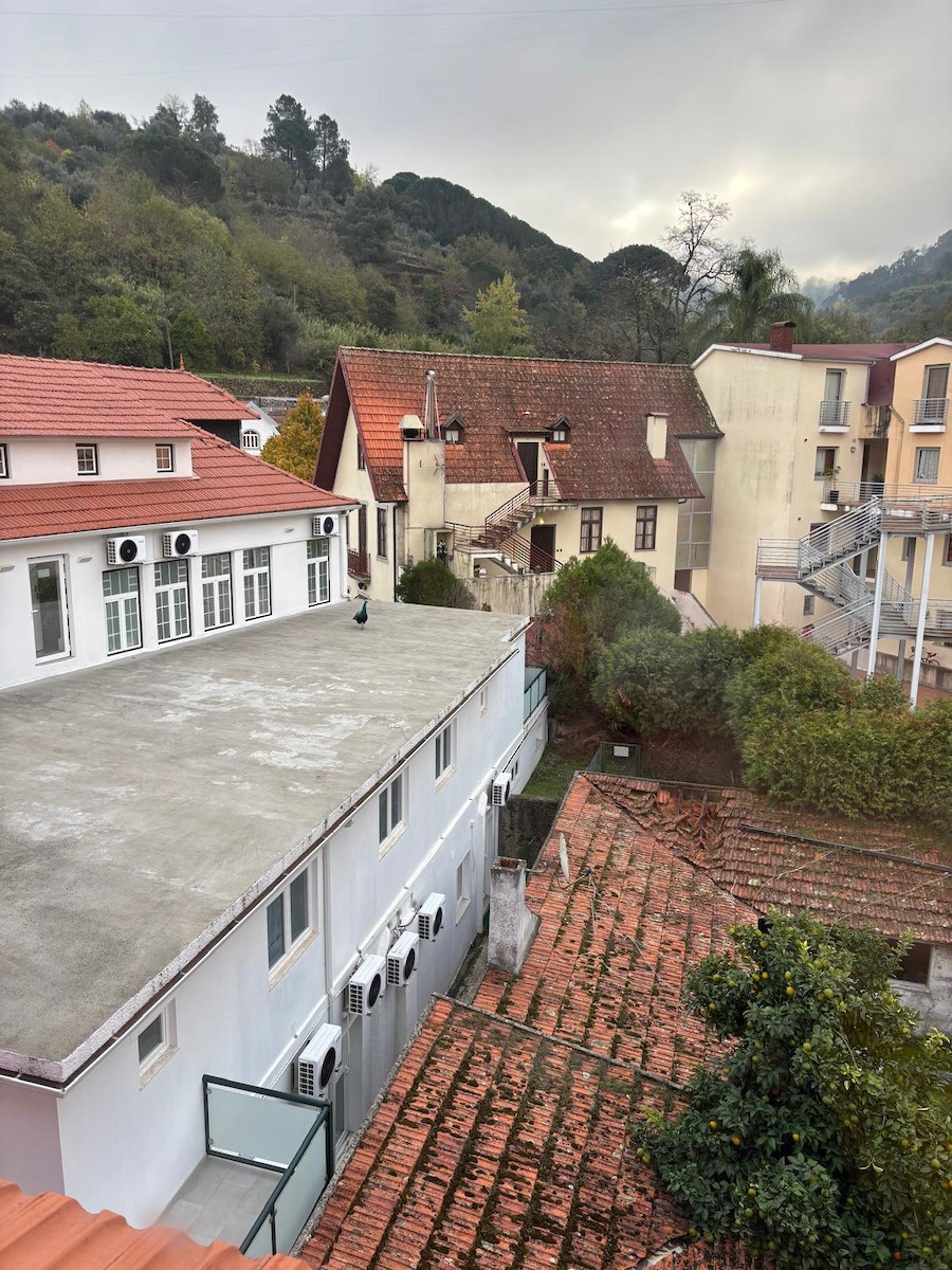 Indian Peafowl (Domestic type) - ML645041179