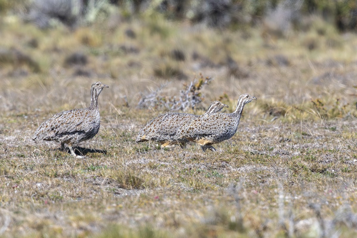 Patagonian Tinamou - ML645041184