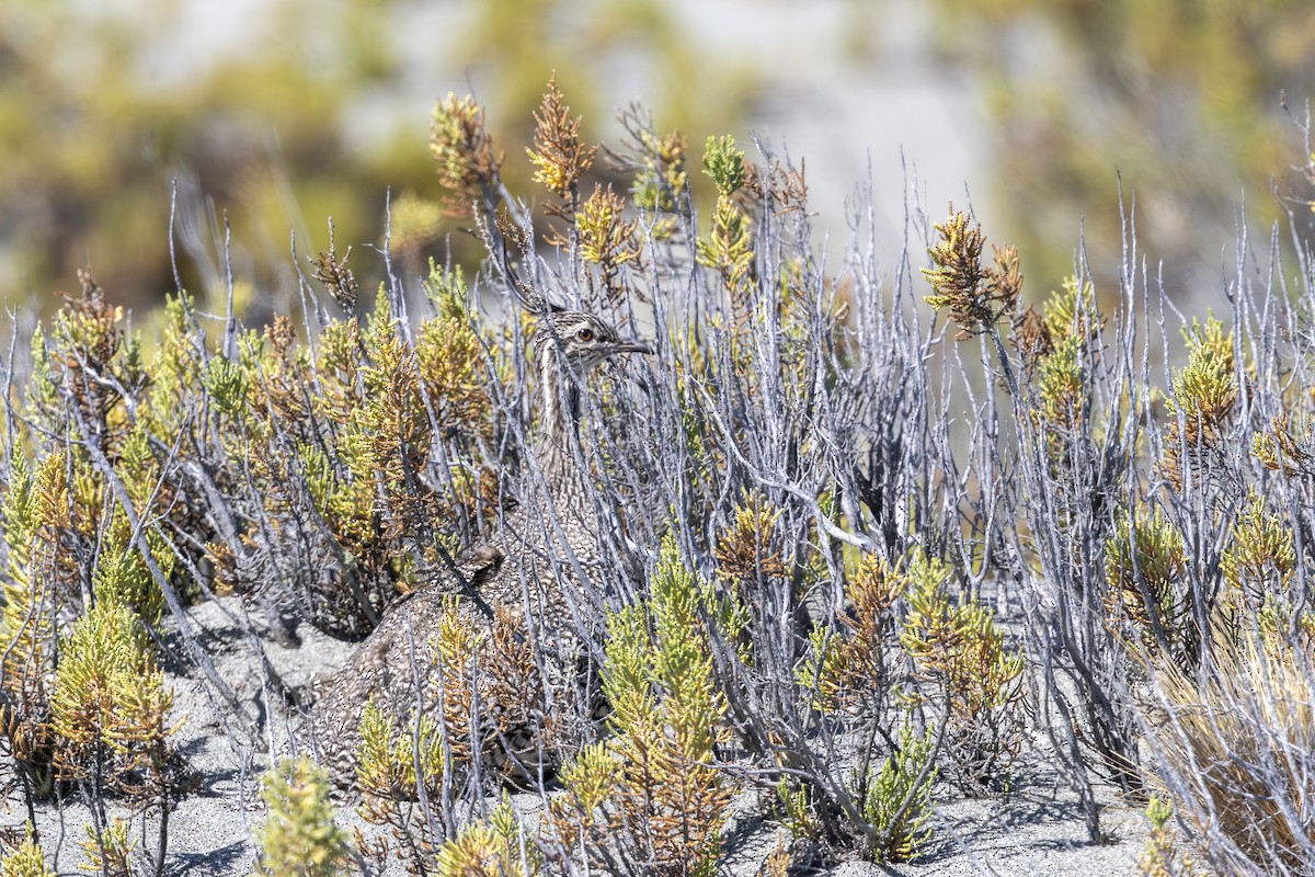 Elegant Crested-Tinamou - ML645041188