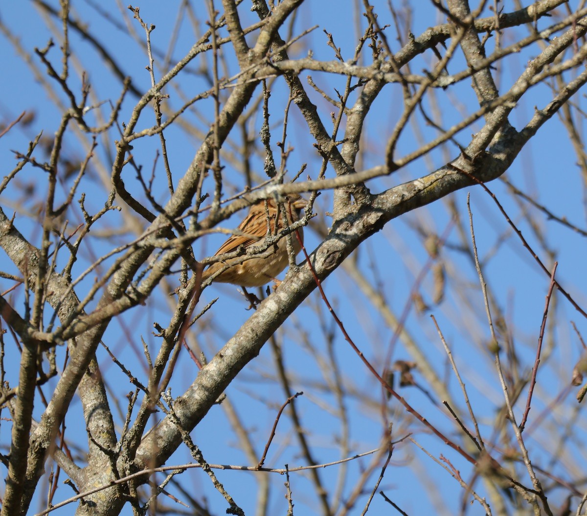 vrabec domácí - ML645041195