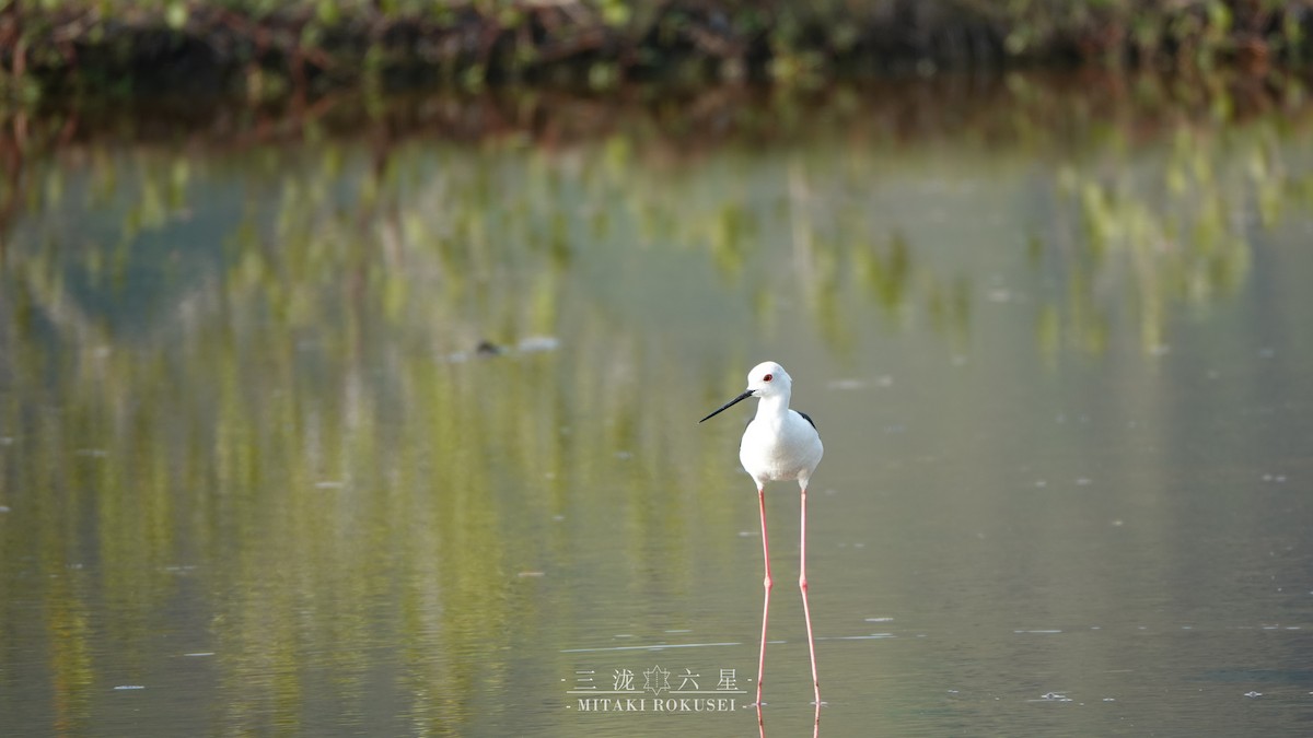 Zankaluze eurasiarra - ML645041202