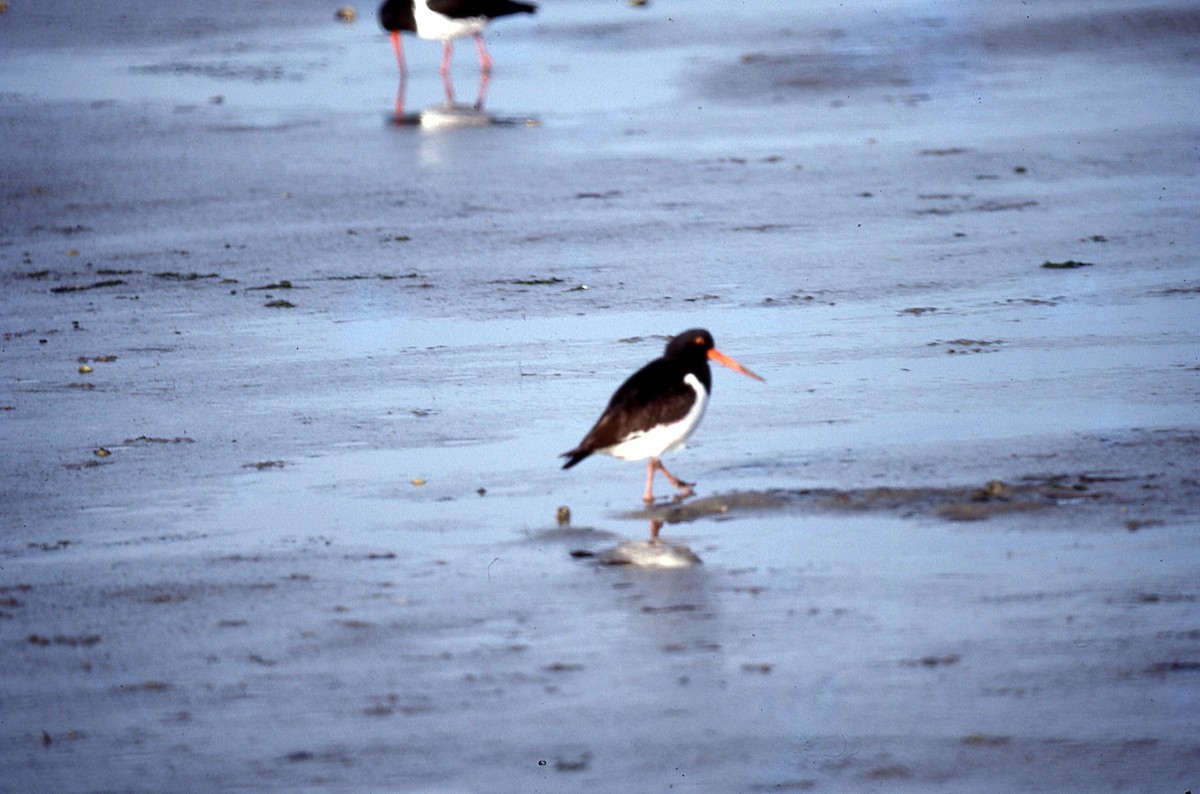 ústřičník jižní - ML645041204