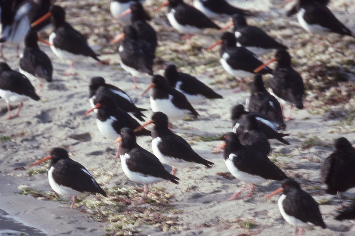 ústřičník jižní - ML645041205