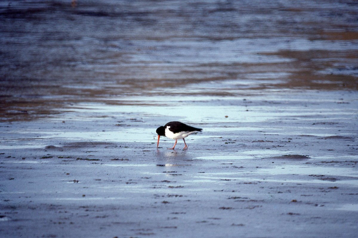 ústřičník jižní - ML645041206