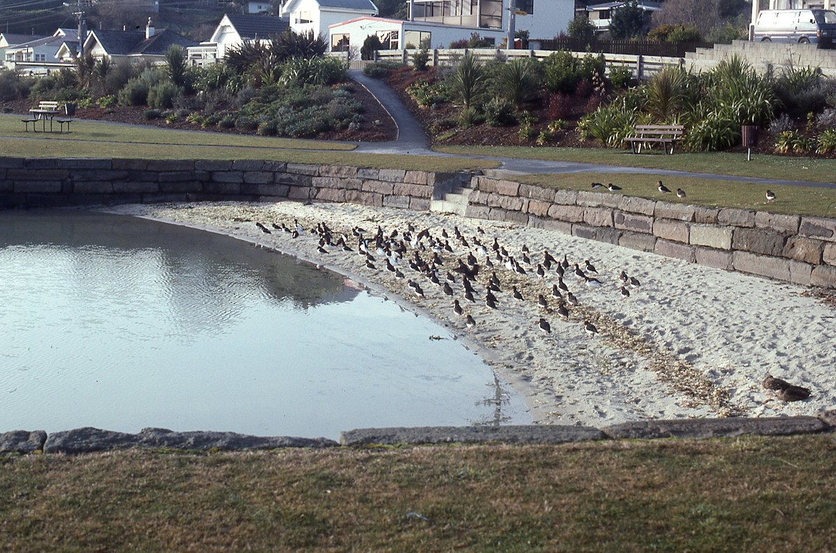 ústřičník jižní - ML645041207