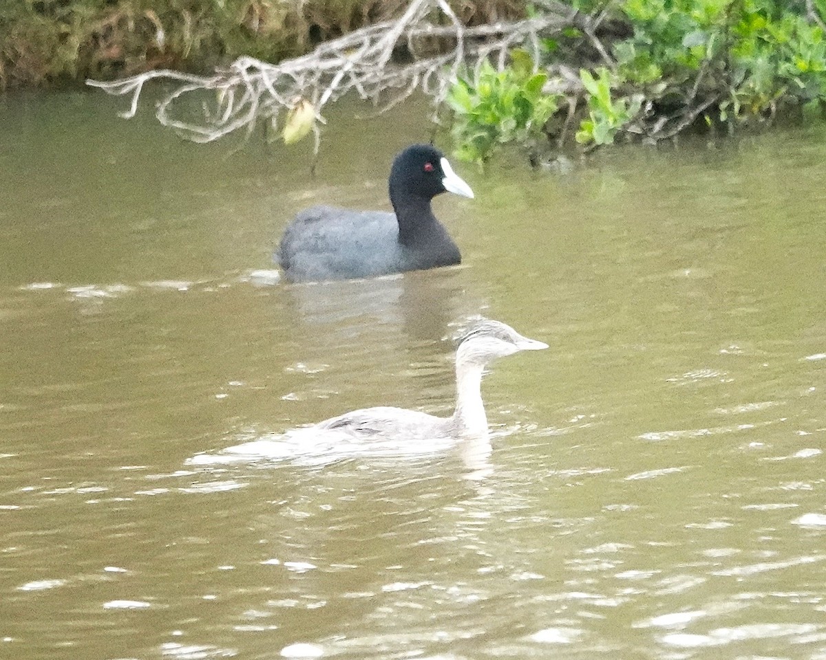 sølvhodedykker - ML645041215