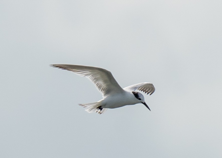 Sandwich Tern - ML645041228