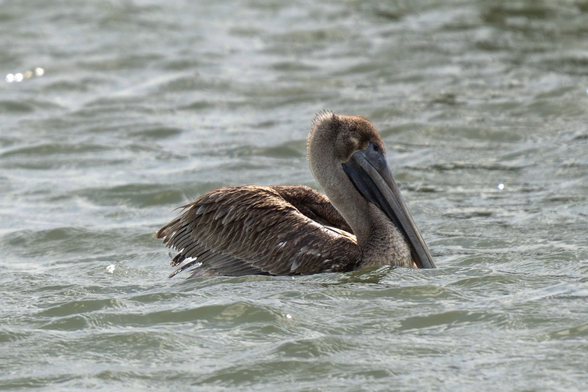Brown Pelican - ML645041235