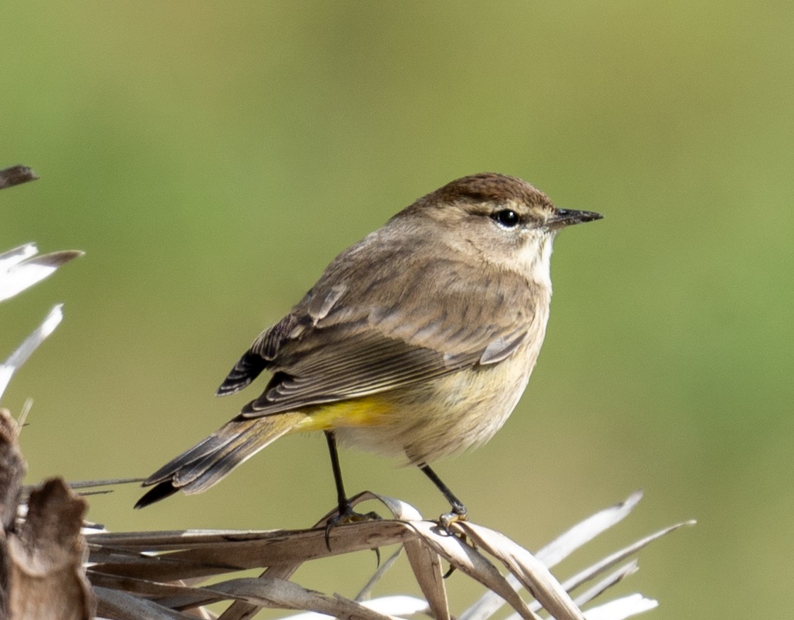 Palm Warbler - ML645041238