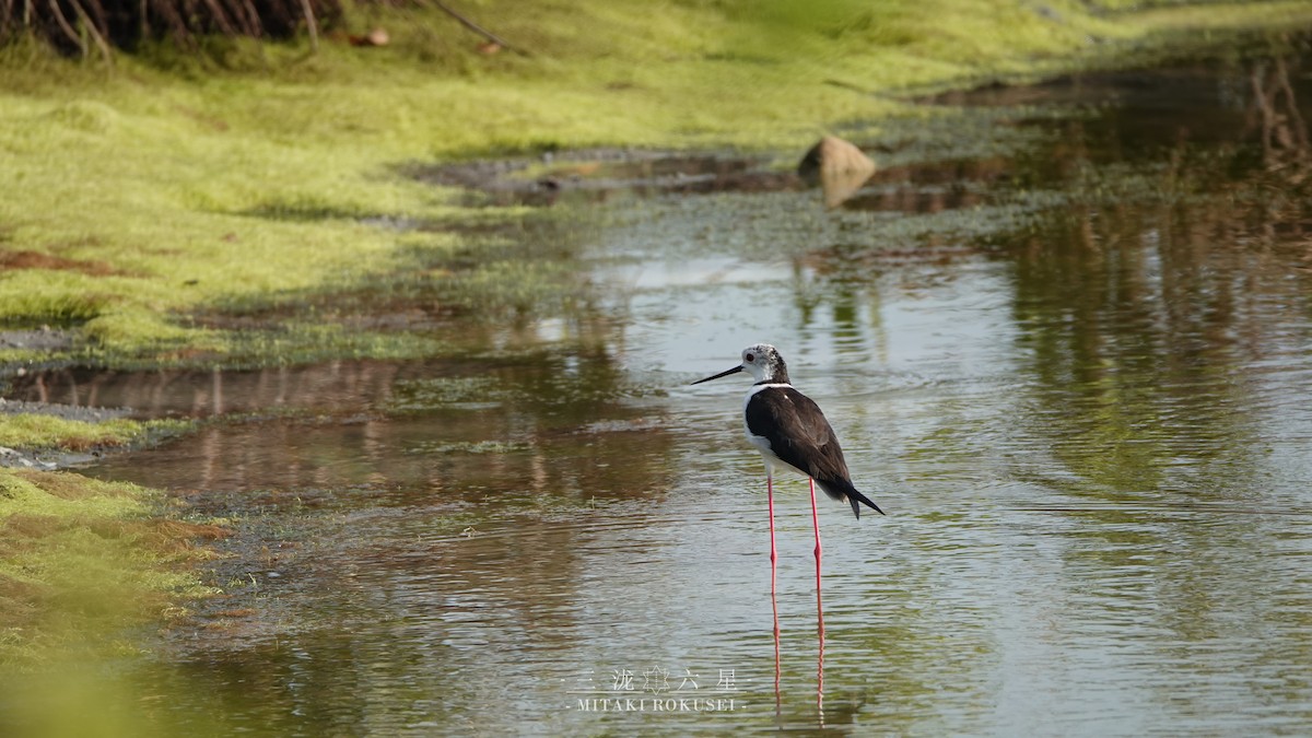 Zankaluze eurasiarra - ML645041242