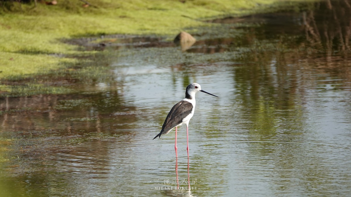 Zankaluze eurasiarra - ML645041243