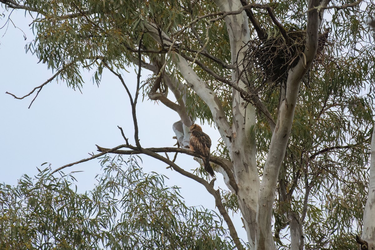 Square-tailed Kite - ML645041245