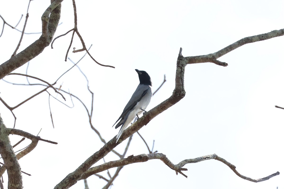Black-faced Cuckooshrike - ML645041250
