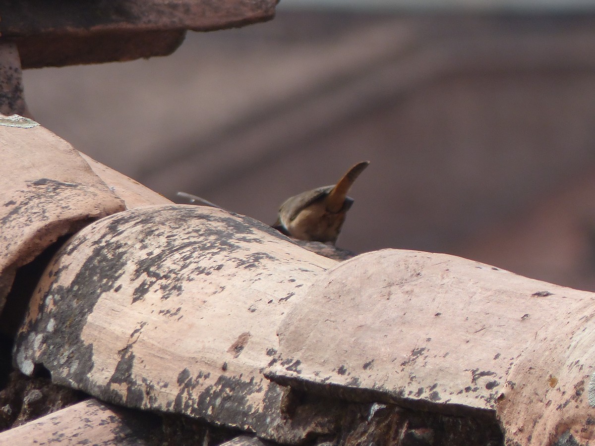Southern House Wren - ML645041255