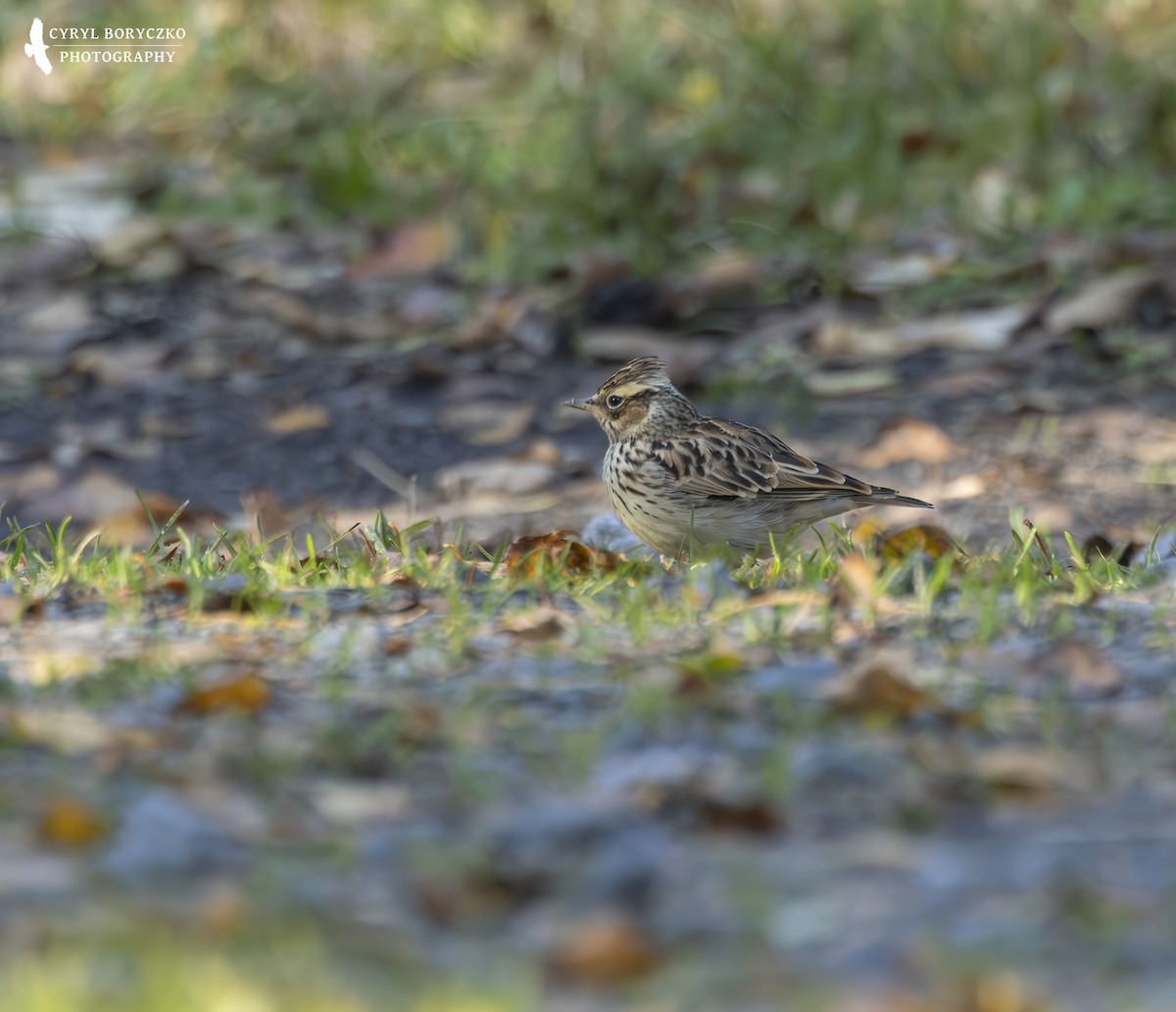 Wood Lark - ML645041260