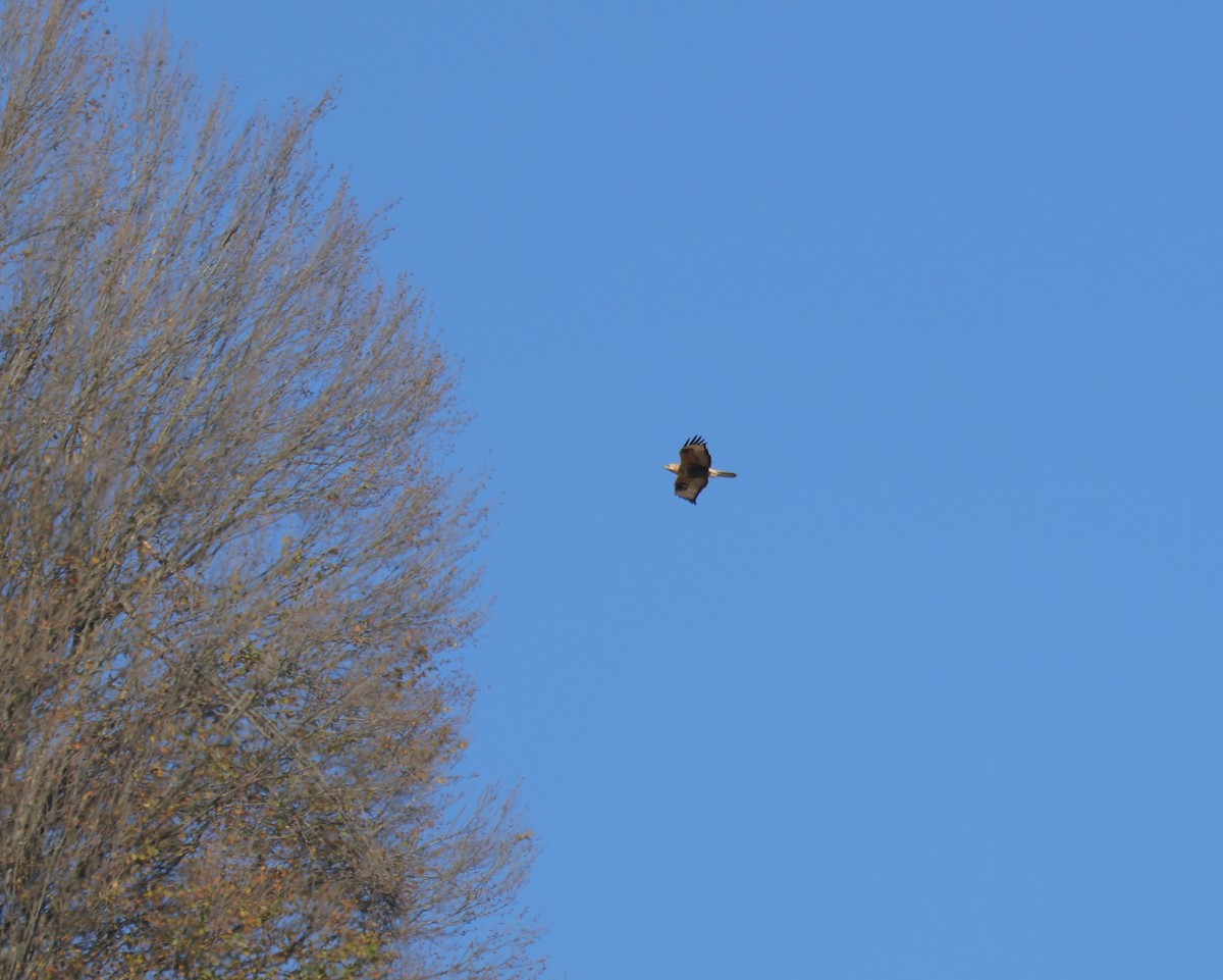 Kızıl Şahin - ML645041262