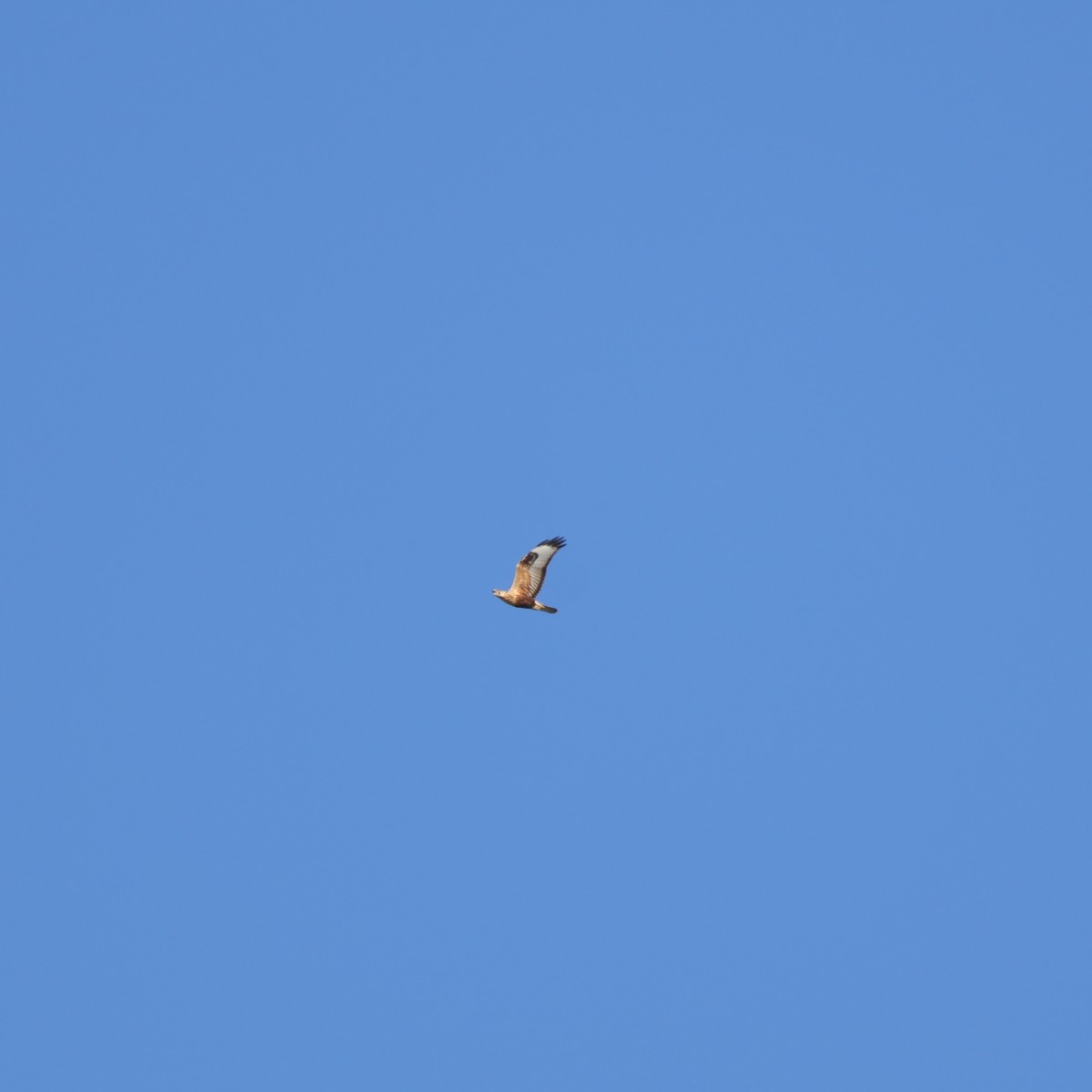 Kızıl Şahin - ML645041263