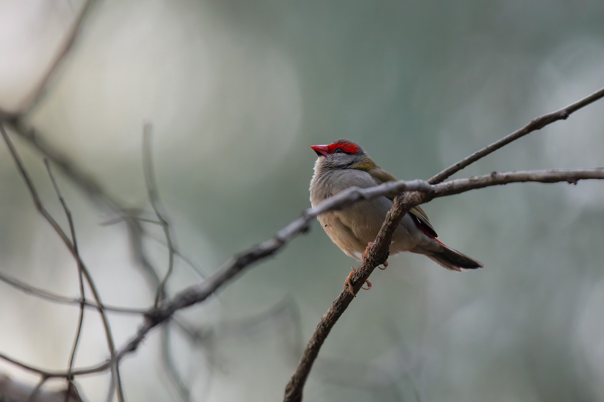 Al Kaşlı Belikınalı - ML645041268