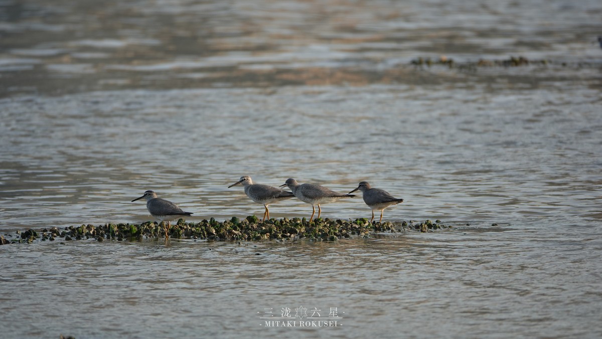 キアシシギ - ML645041272