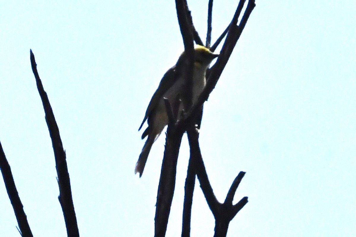 Yellow-plumed Honeyeater - ML645041273