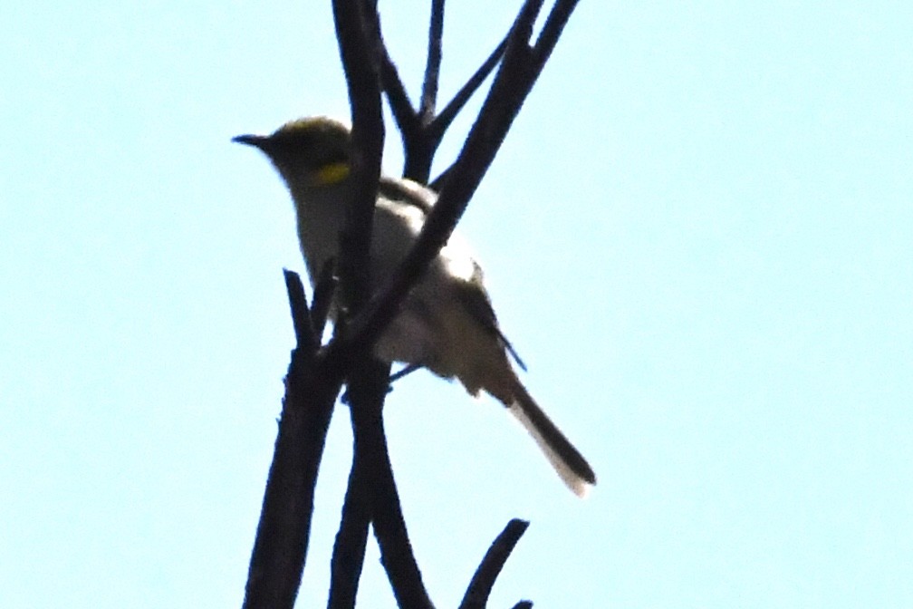 Yellow-plumed Honeyeater - ML645041274