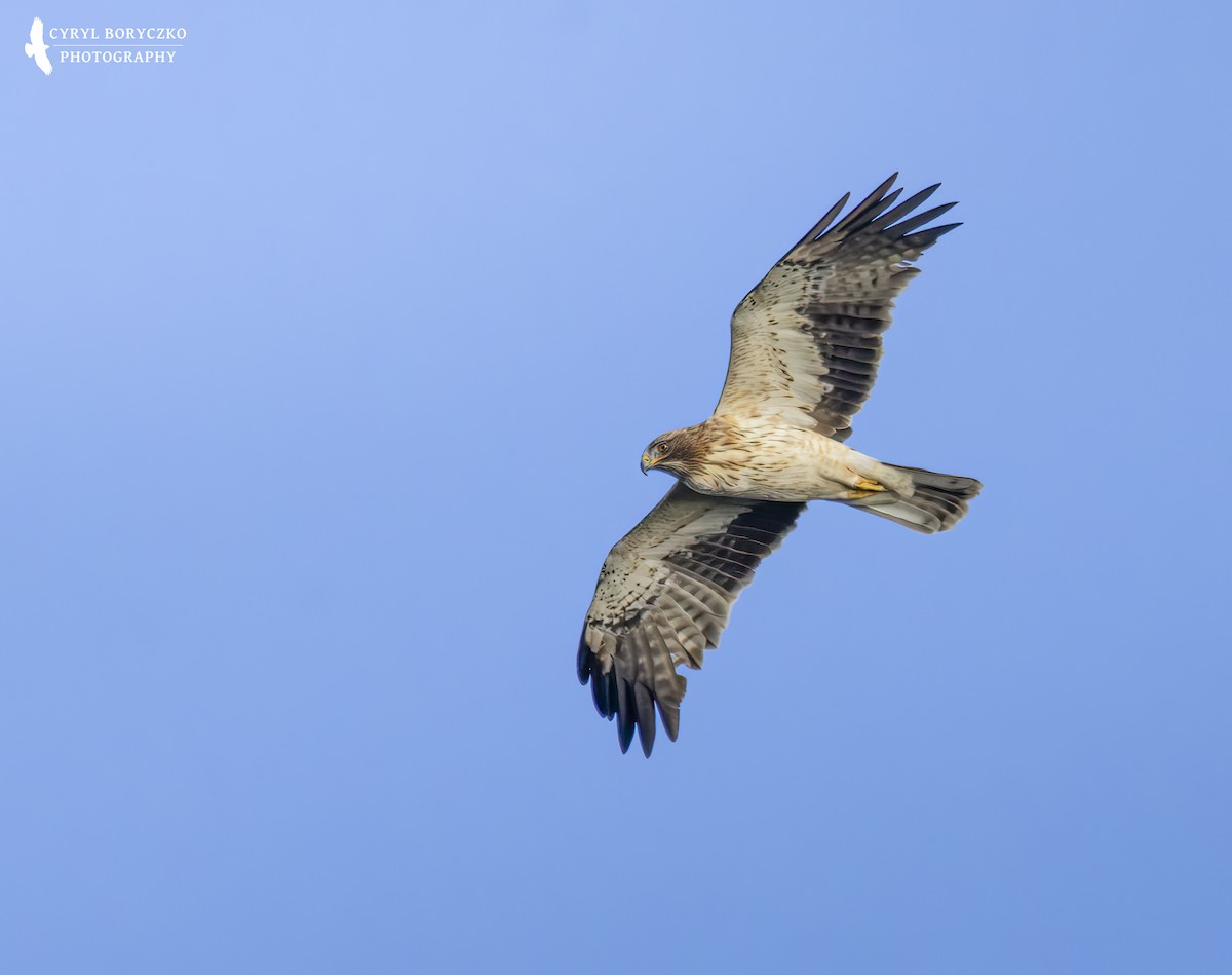 Бахим бүргэд - ML645041275