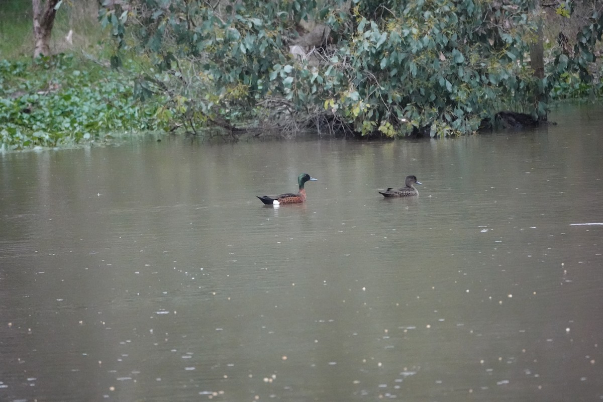 Chestnut Teal - ML645041278