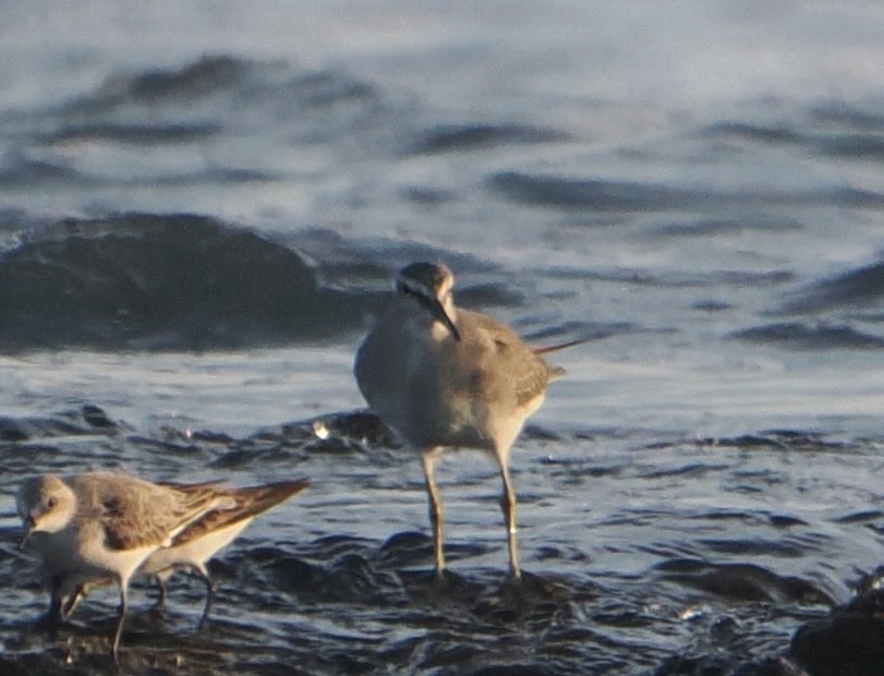 キアシシギ - ML645041291