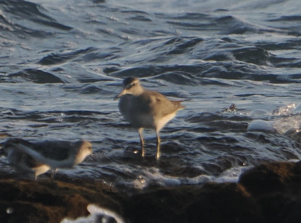 キアシシギ - ML645041292